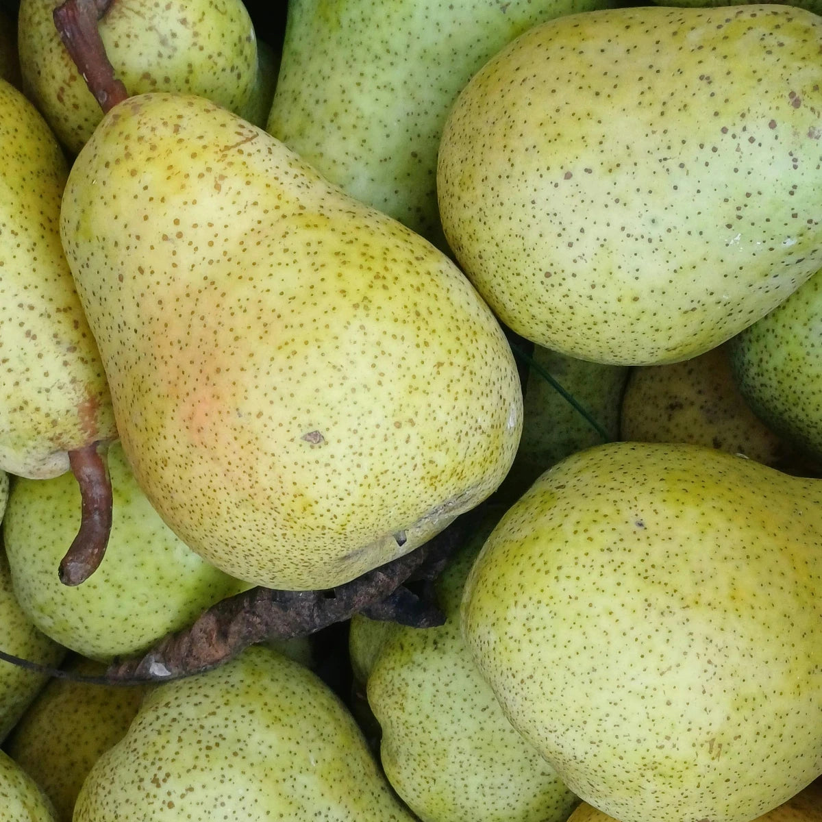 Pear Macarons (Pack of 6)