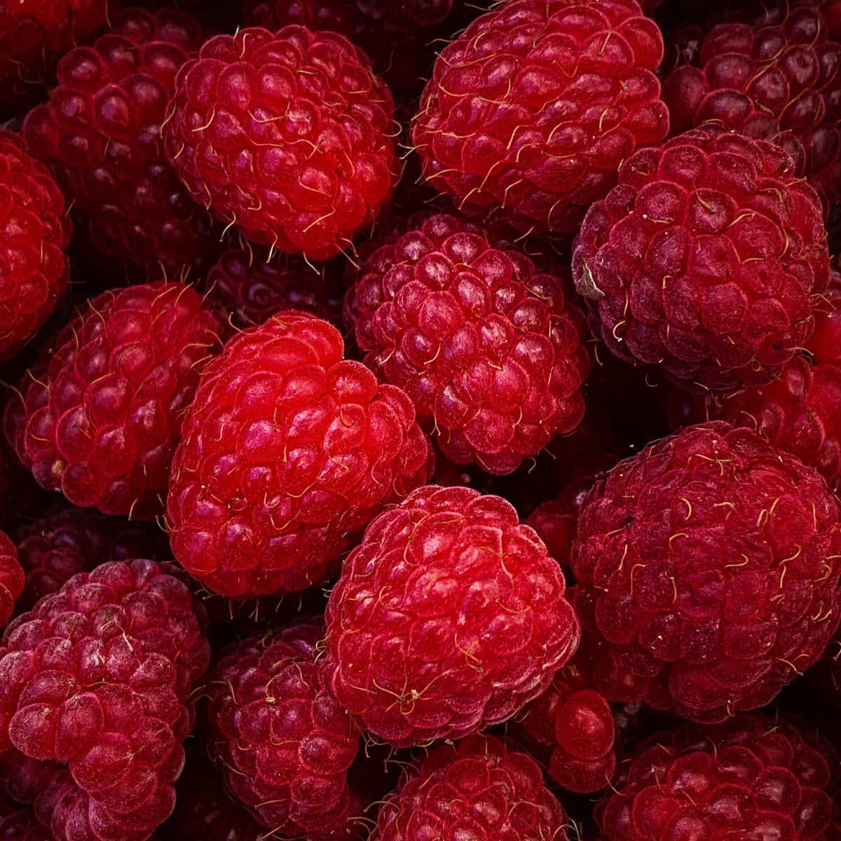 Raspberry Macarons (Pack of 6)