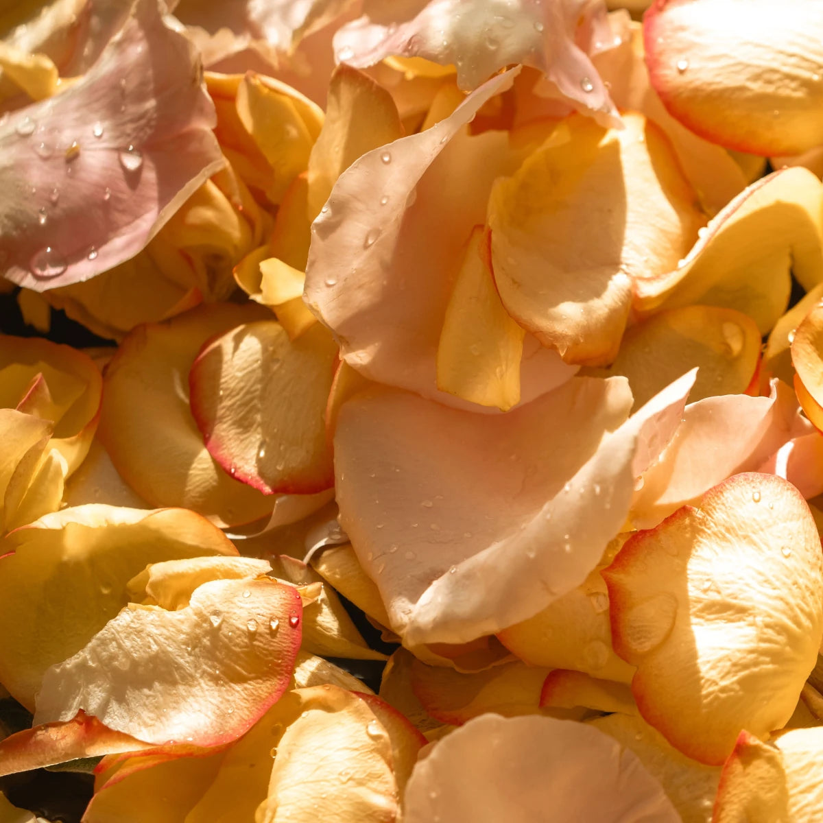 Dried Flower Petals Macarons (Pack of 6)