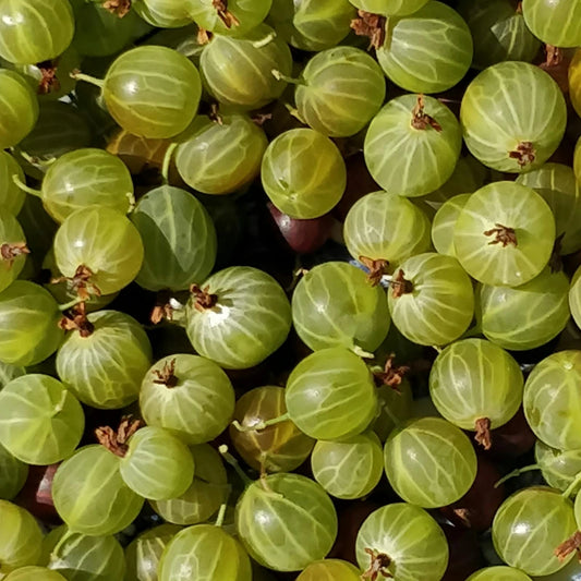 Gooseberry Macarons (Pack of 6)