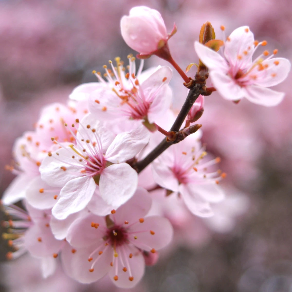 Japanese Cherry Blossom Macarons (Pack of 6)