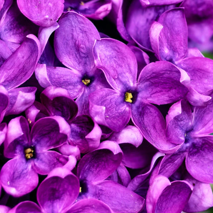 Violet Macarons (Pack of 6)